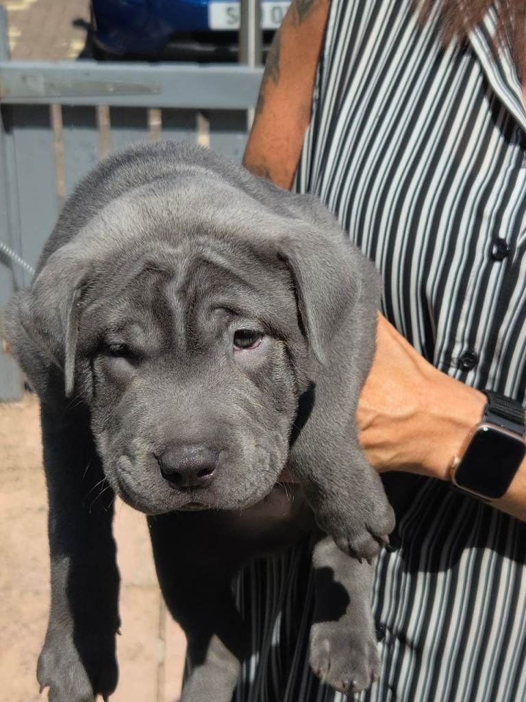 Shar-pie puppy cross 