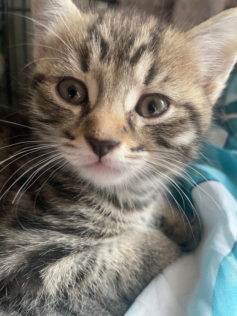 2 beautiful male tabby kittens for sale 