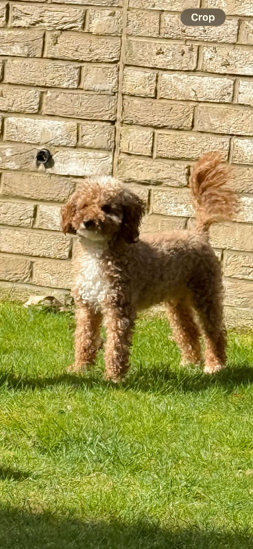 MINATURE POODLE FOR STUD. 