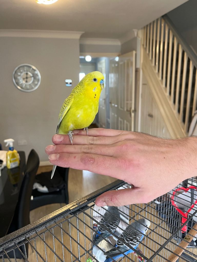Two beautiful budgies