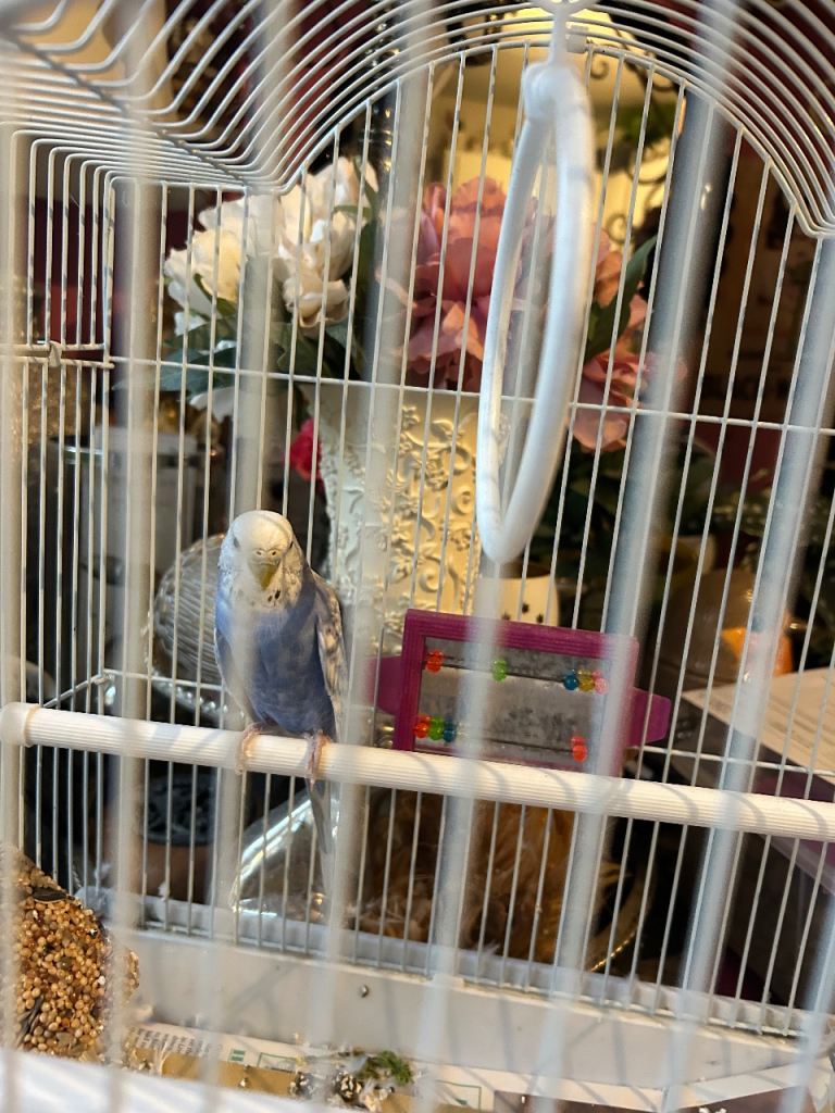 Young male budgie 