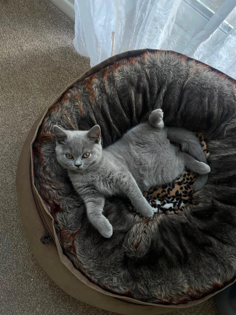 Beautiful Blue British Shorthair Female – £400 / 13 weeks old