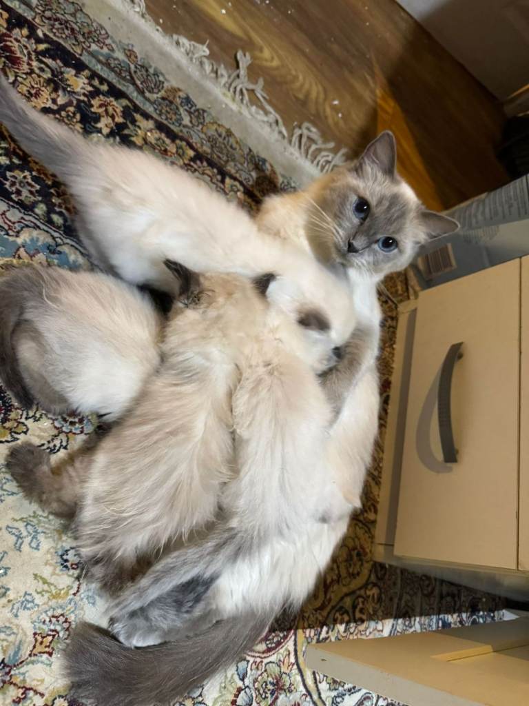 Pure ragdoll male kittens