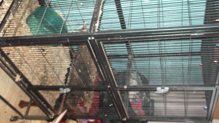 double rat cage used