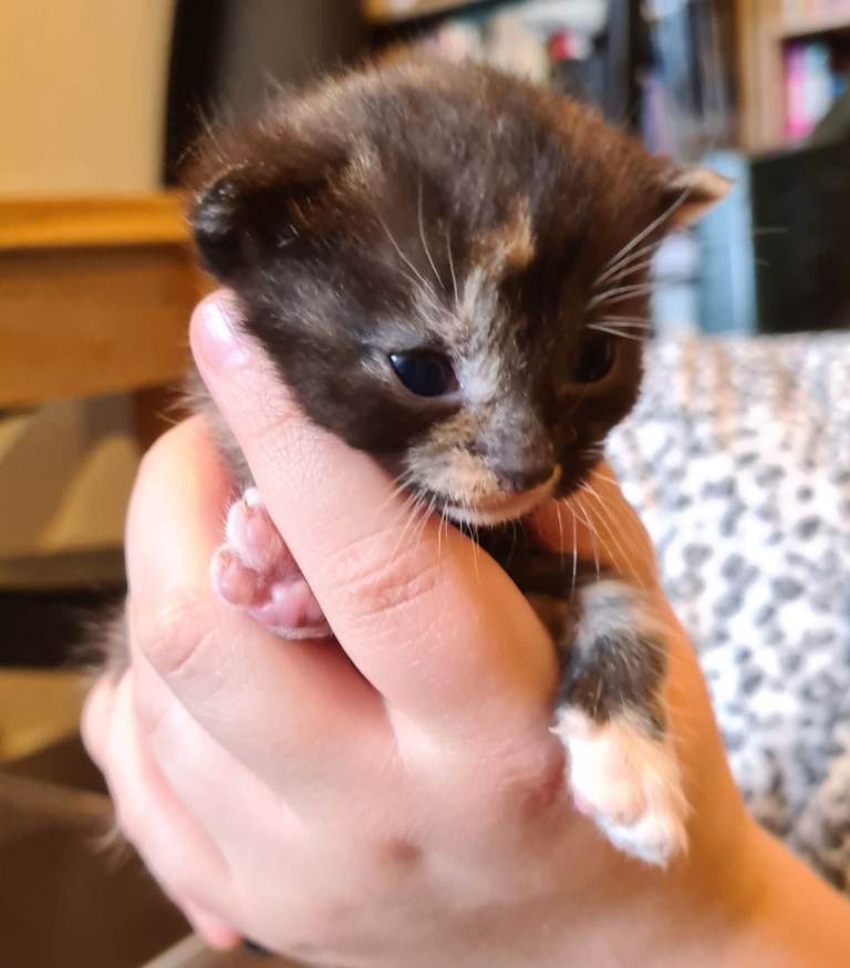 Newborn Kittens - Reserve Now
