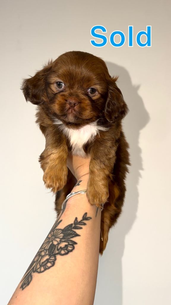 Cavalier King Charles spaniel Cross Springer spaniel puppies 