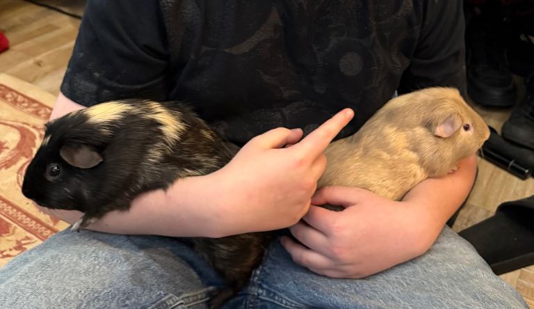 2 guinea pigs 
