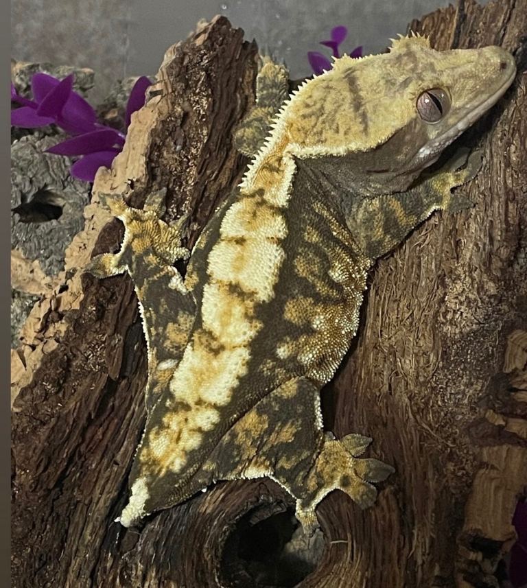  Crested gecko 