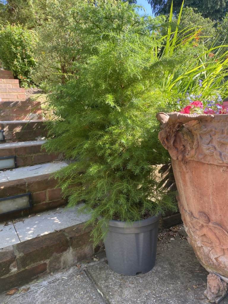 I have 4 x Gorgeous Unusual Evergreen Cryptomeria Japonica Trees