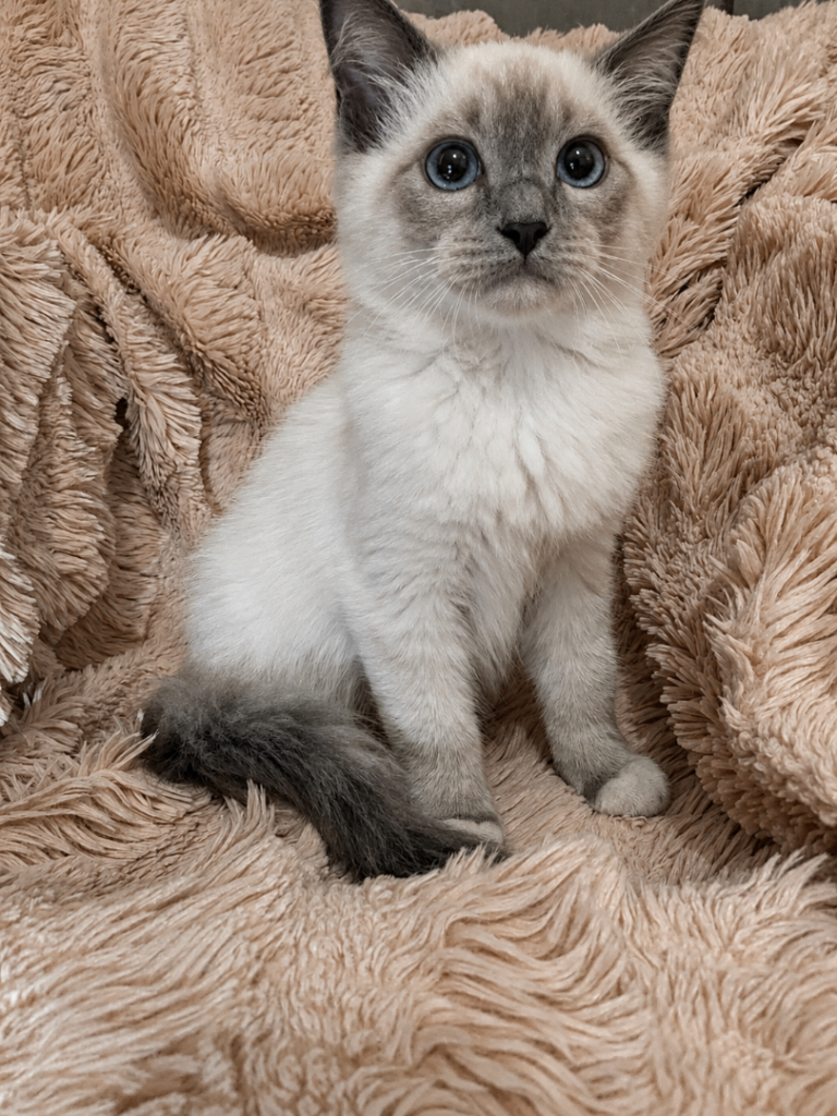 Degruchi Champion cattery has kittens for sale! 