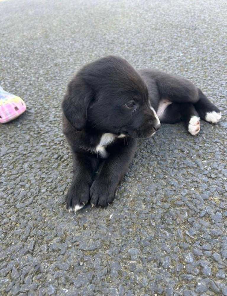 Collie cross x2 bitches 