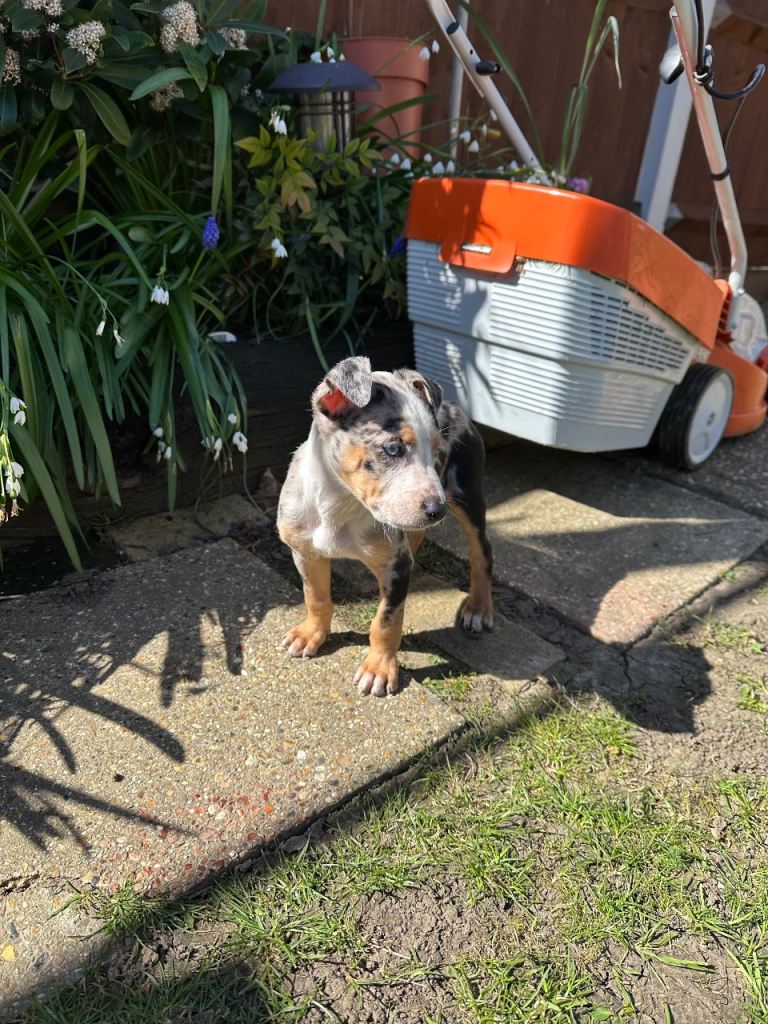 Australian Kelpie x Staffordshire Bull Terrier Puppies– last 3 left