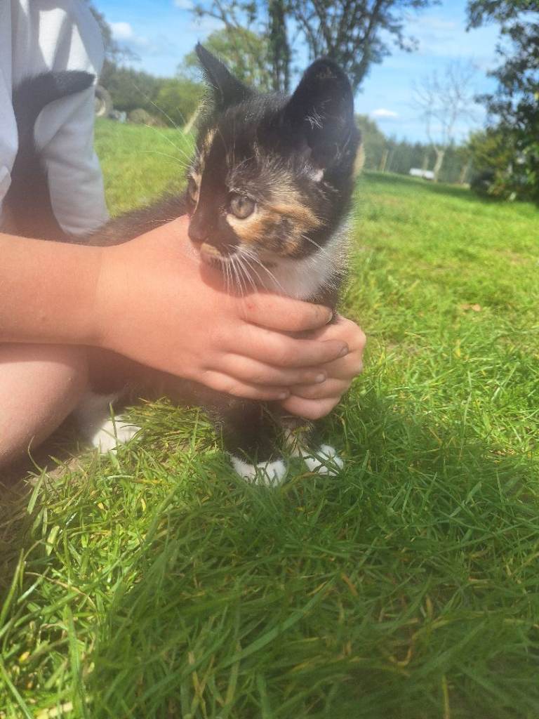 Stunning 8 week old female kitten 