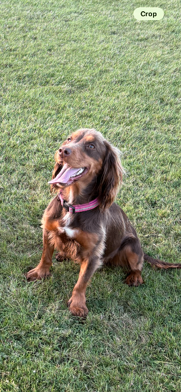 Cocker spaniel puppy’s for sale