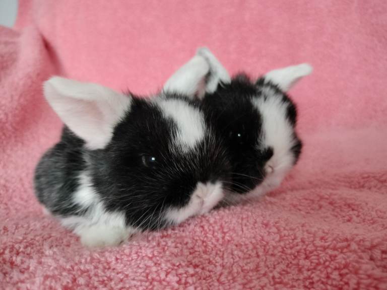 Baby mini lops for sale 