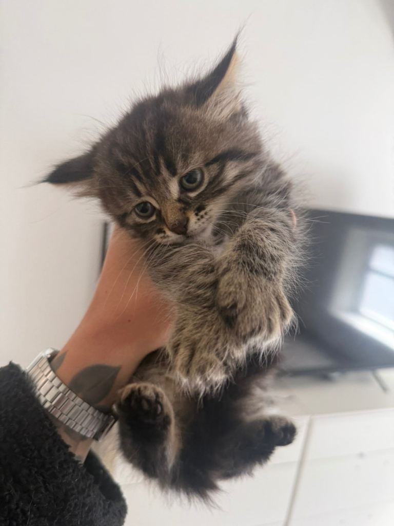 Kitten for sale 