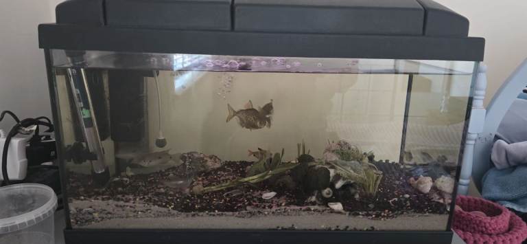 Fish tank with  