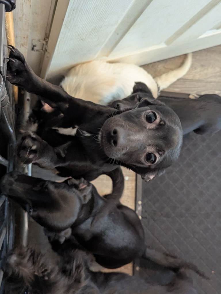 Accidental litter , puppies 