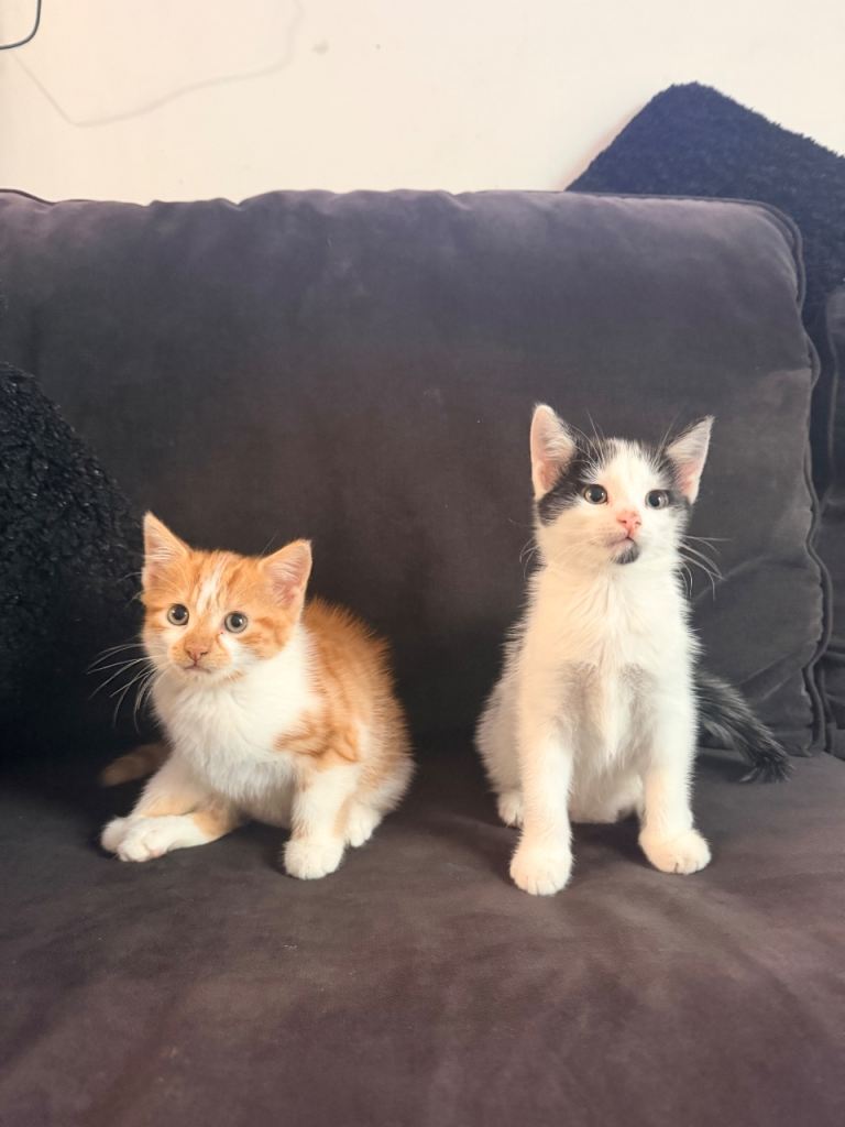 Kittens for sale 