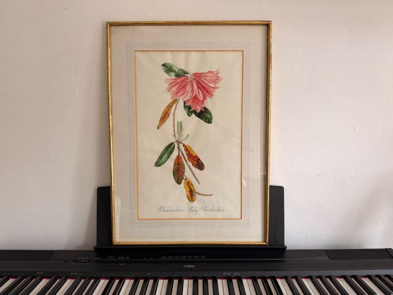 Vintage Botanical Print – 'Rhododendron Lady Chamberlain' by A.B.M. Peake
