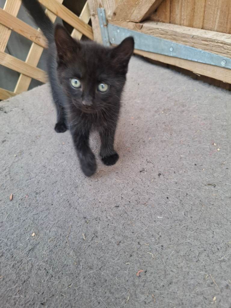 2 x Male kittens for sale