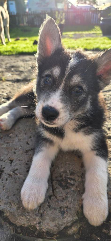 Shepsky puppies 