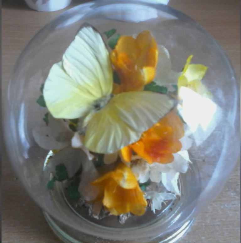 Vintage Preserved Real Flowers in Glass Dome Michael R. Curzon Ornaments