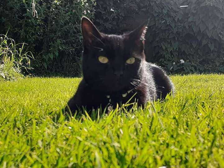 Amara the black beauty 😍