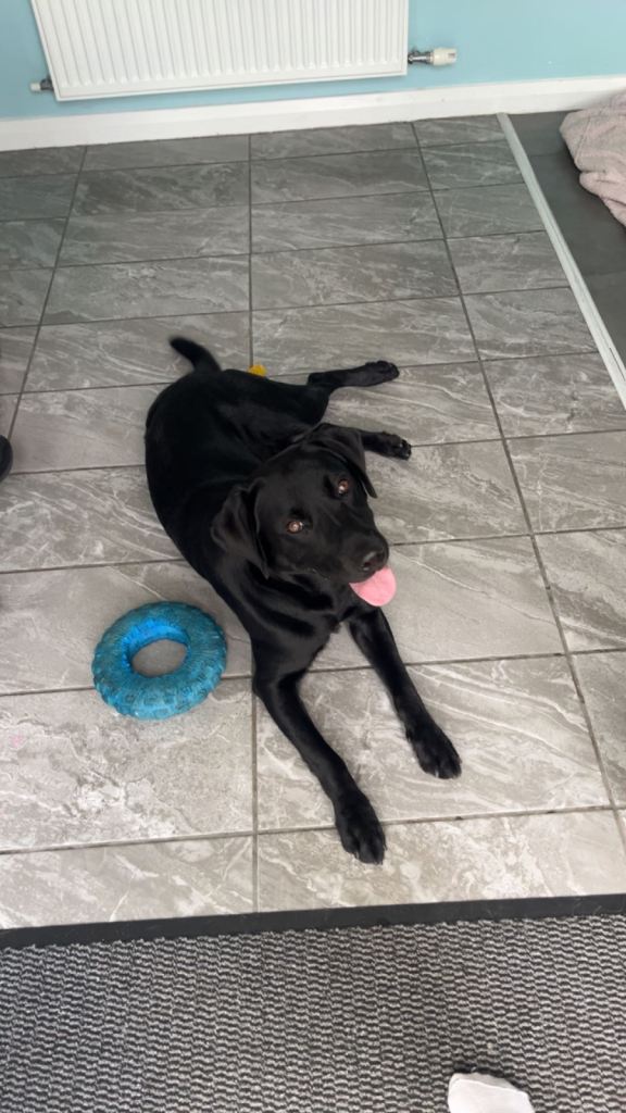 Labrador, male, nearly 2 yr old 