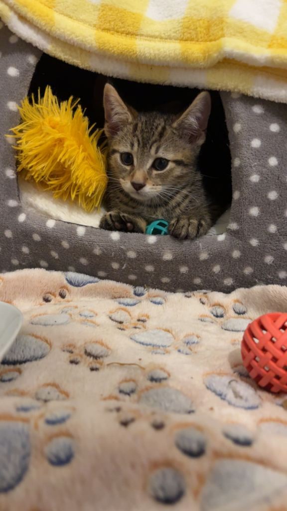 Bengal kitten 
