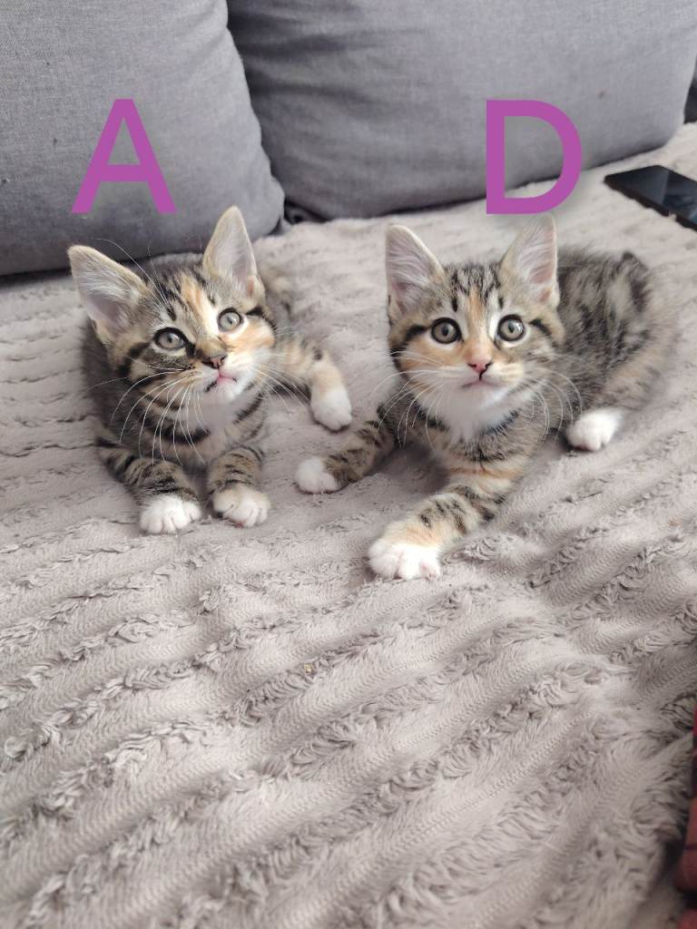 Beautiful Female Kittens: Tabbico and Tiny White and Black 