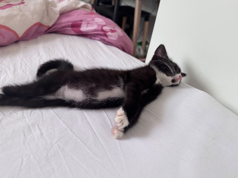 10week old kitten 
