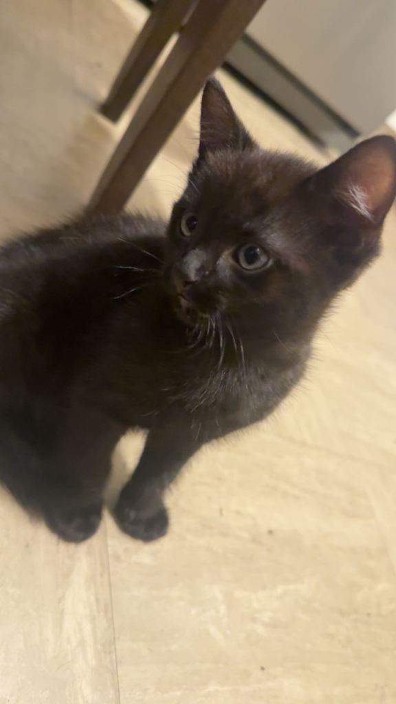 Kitten 