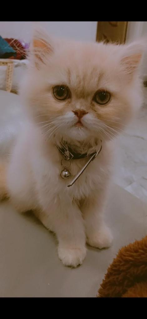 Persian cat for sale