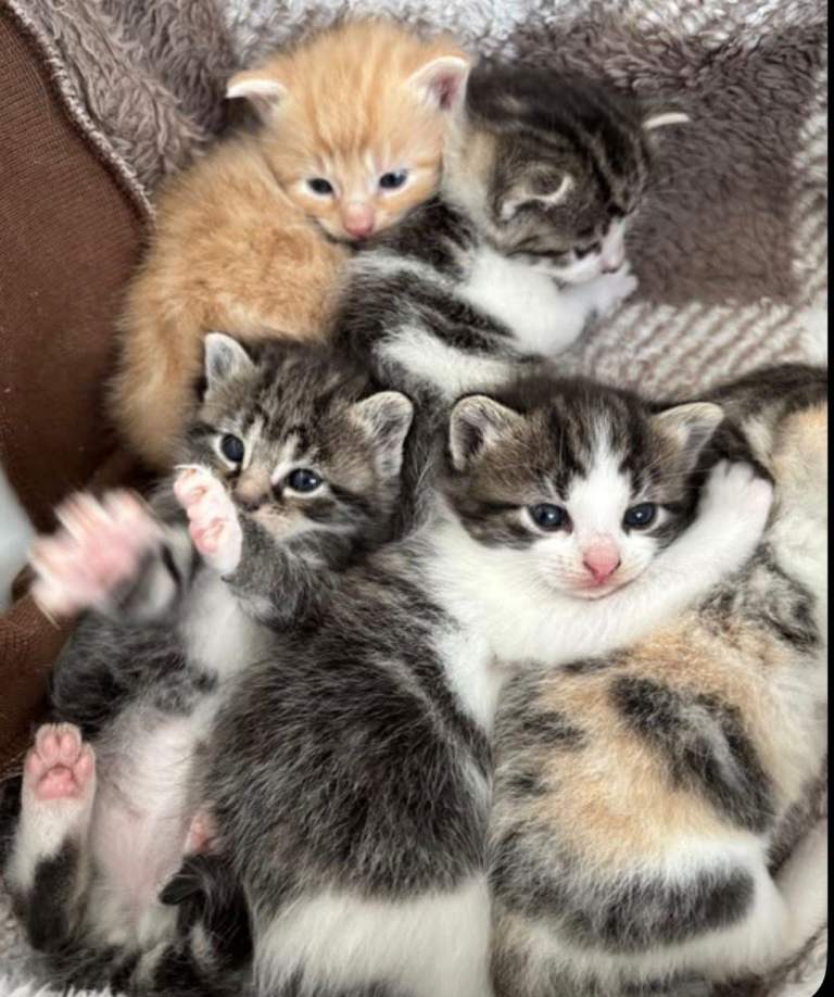 Tabby Kittens Need Homes 