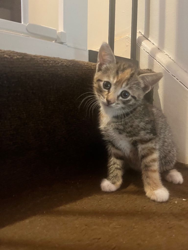 Tabby kittens available 