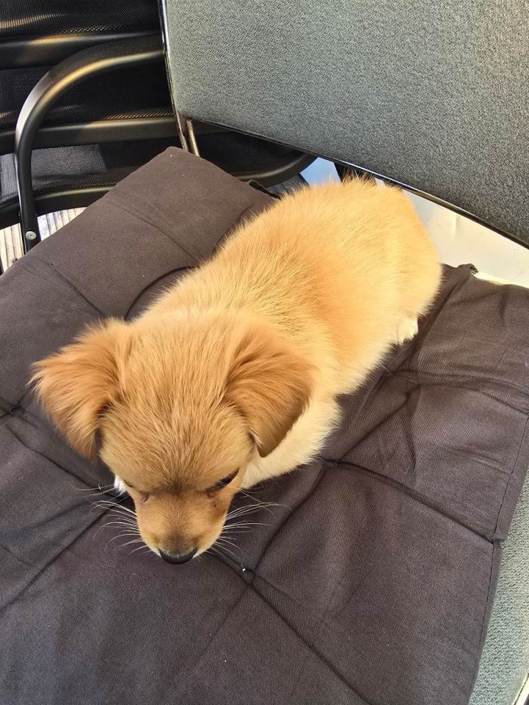 Puppi for sell
