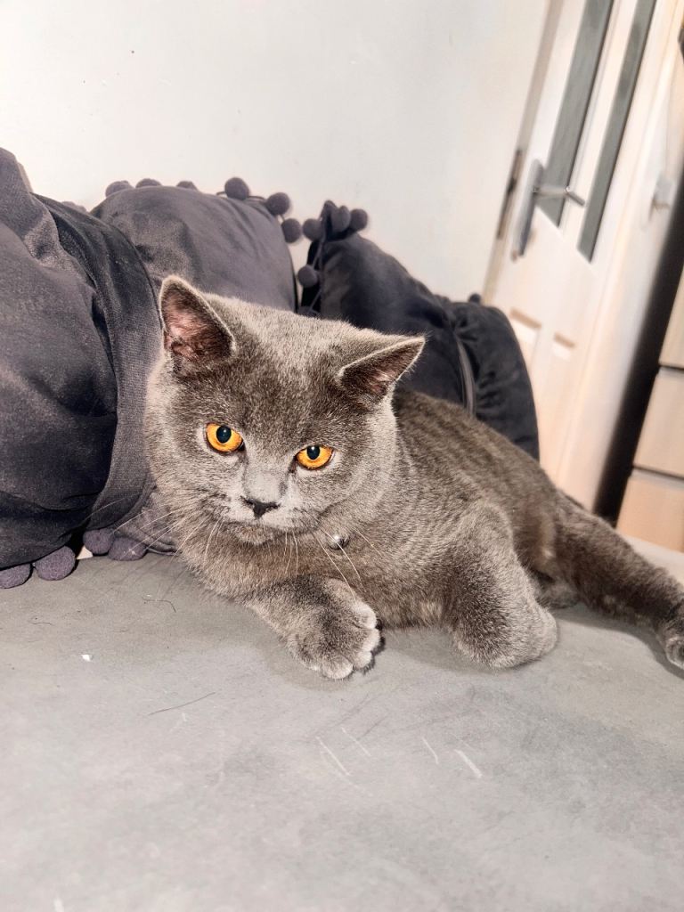 British Shorthair Cat(SOLD)
