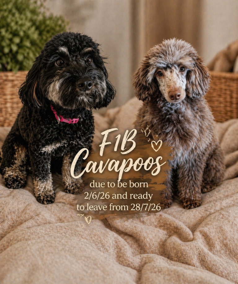 Cavapoo puppies due 2/6/26