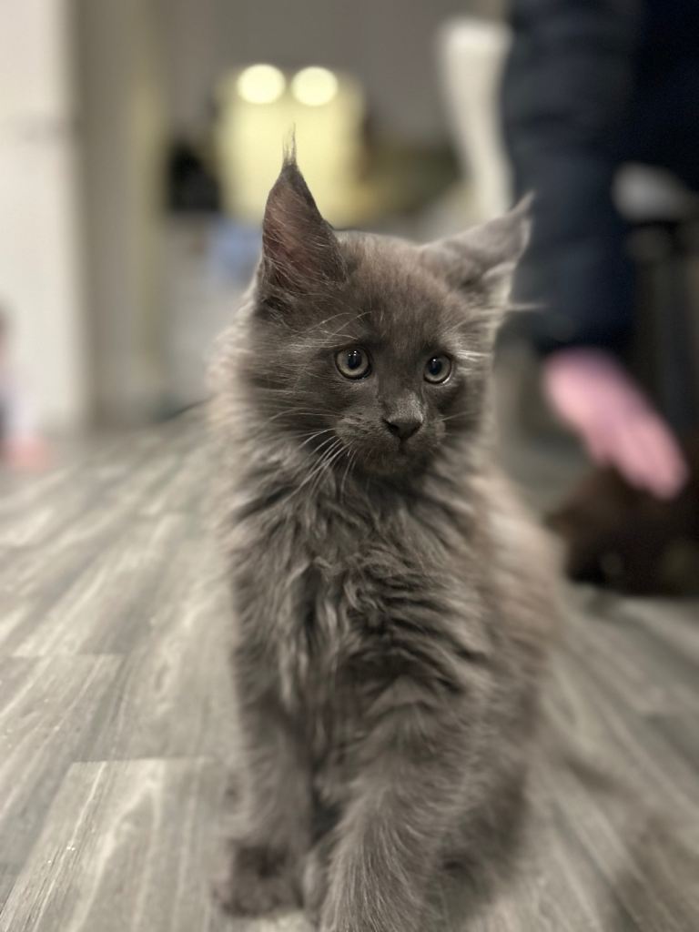 Maine coon kittens