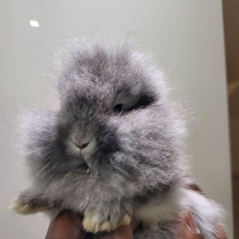 Mini Lop Rabbit 