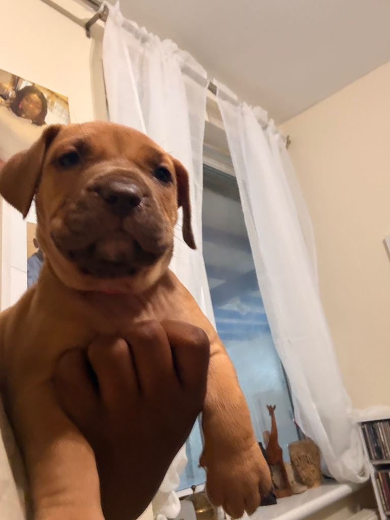 Chunky lil pups looking 4 forever home 