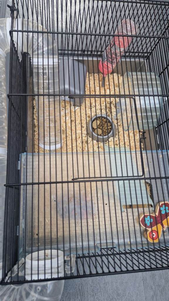 Hamster cage and food and all accessories 