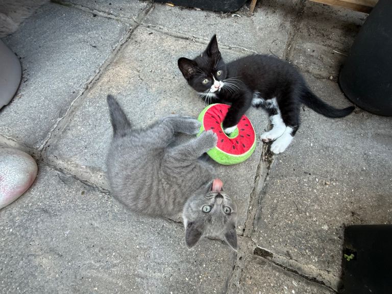 British short hair x kittens 