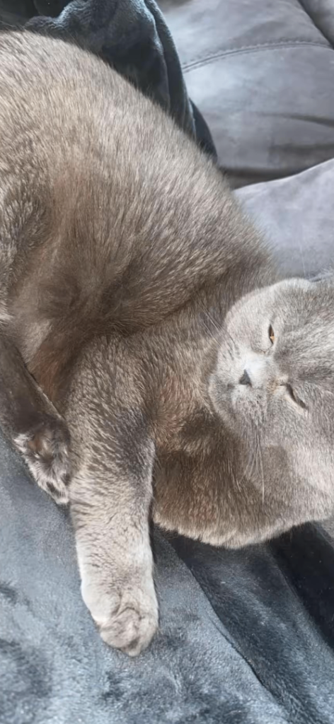 British Shorthair Cat 