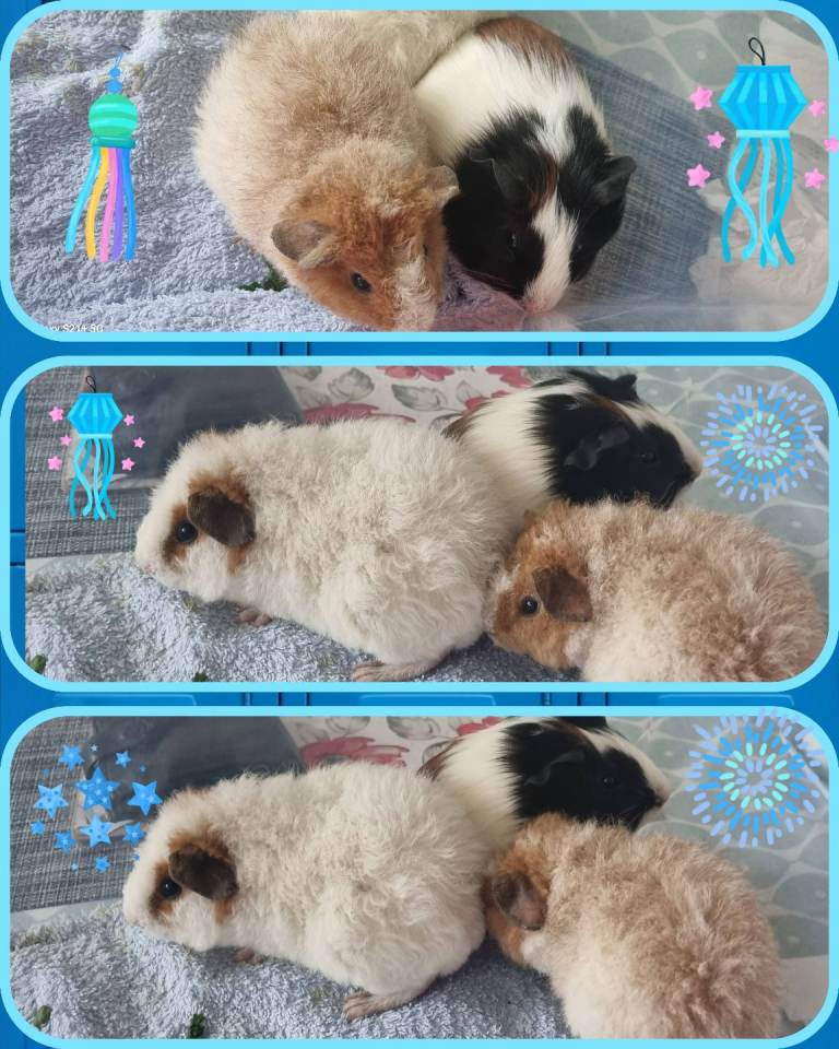 Guinea Pig Little Boys 🩵🐹