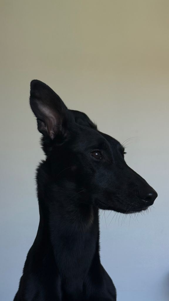 Belgian Malinois cross dog