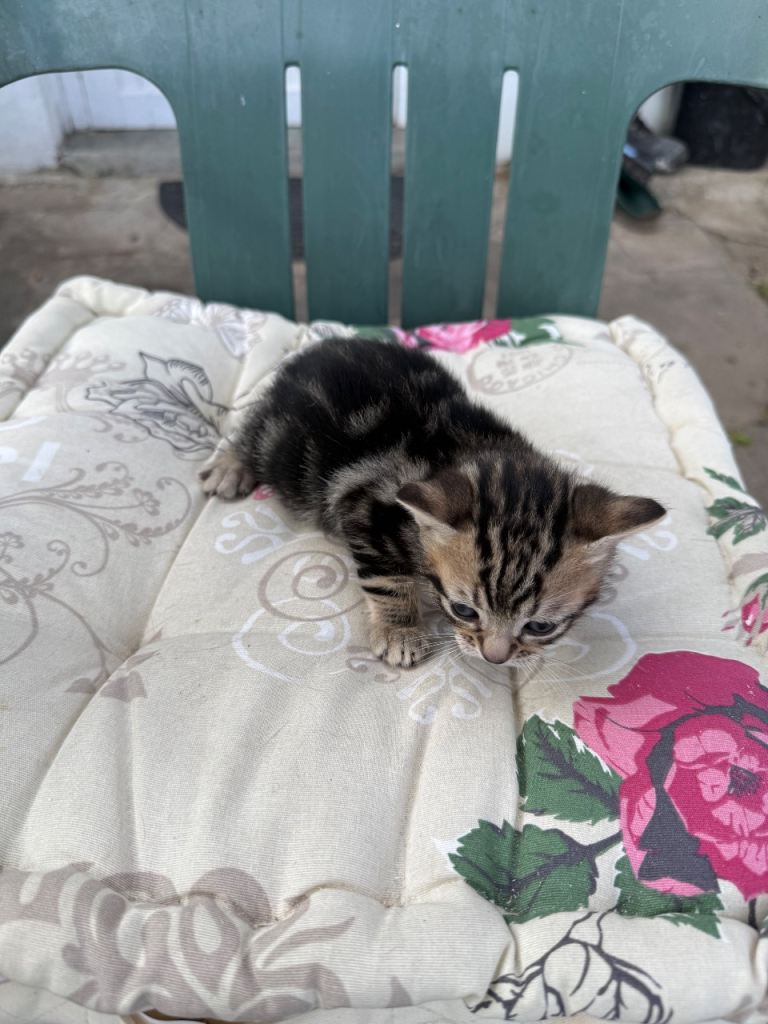Kittens.