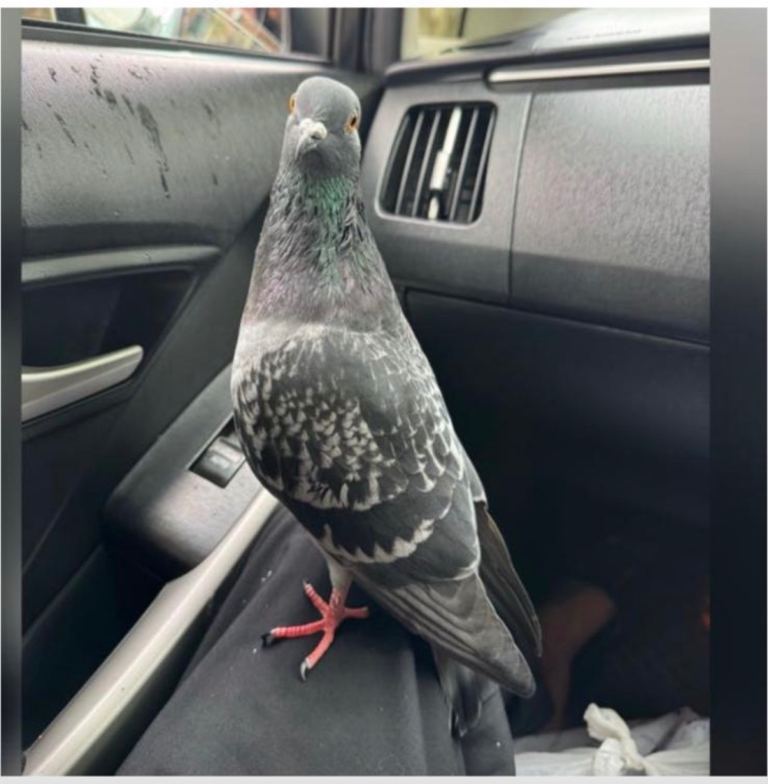 Pet pigeon 