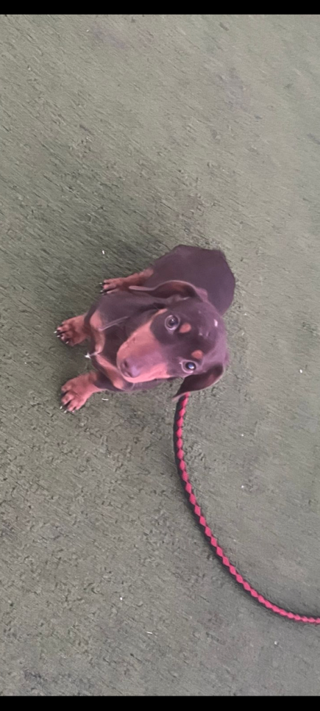 4 Month Old Dachshund